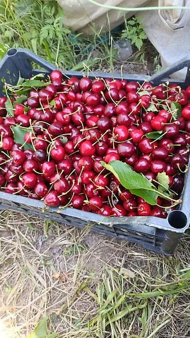 вишня кг цена: 🍒 Свежая черешня в продаже! ✅ Сладкая, сочная и вкусная ✅ Отличное — 2