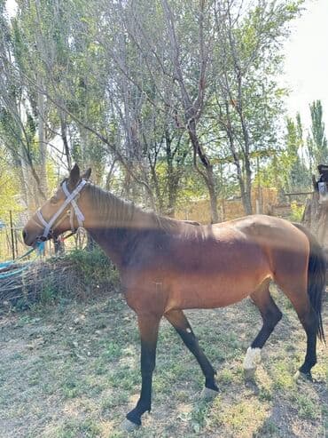 купить рабочую охотничью собаку: Продаю | Кобыла (самка) | Конный спорт, Для разведения — 11