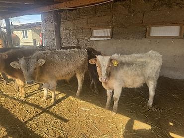 улар сатылат: Сатам | Бука (эркек) | Алатоолук, Бельгия, Аргын | Көбөйтүү үчүн | Байланган — 6