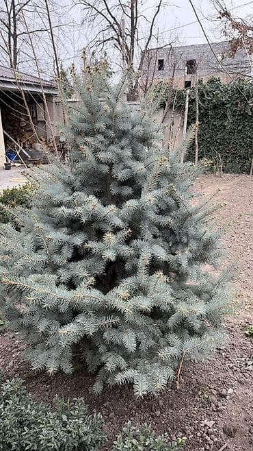 сирень саженцы: Ель голубая и зеленая (Picea pungens, blue spruce) для ландшафтного — 2