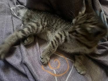 породистые кошки бишкек: Котята домашние, ласковые и игривые. Шотландские вислоухие/прямоухие — 8