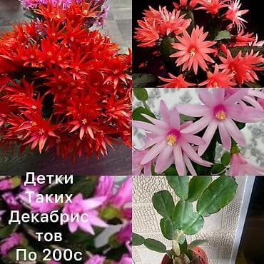 разновидные кактусы: Детки декабриста (Rhipsalidopsis/Schlumbergera) редких окрасов. - — 1