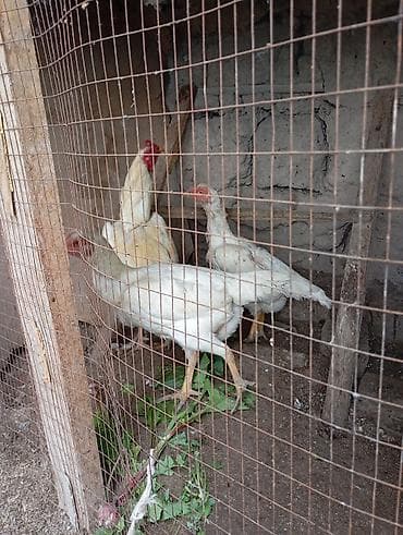 Продам семейства им по 2 года. петух спарингов не видел вес не знаю — 3
