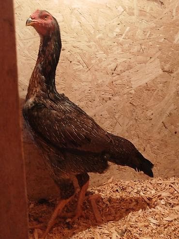 седло велосипед: Электровелосипед, Б/у — 3