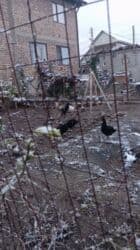 куры доминанты: Продаю | Петух, Цыплята — 2