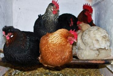 куры доминанты: Продаю | Куры, Петух, Цыплята | Брама, Домашняя | На забой, Для разведения, Несушки — 5