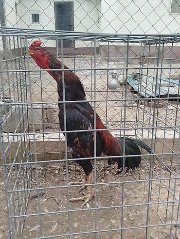 агуша оптом бишкек: Дакан короз сатылат алмашу жолдору бар домашний тооко алмашам адрес — 3