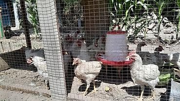 для хомяка: Продаю | Цыплята | Бройлерная | На забой — 3