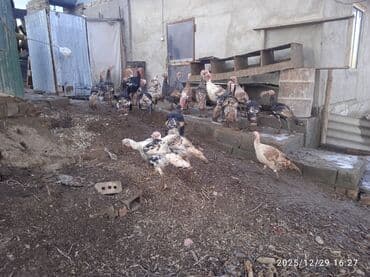 кунан байтал: Продаю | Индюшата | Полукровка | Для разведения | Племенные — 3