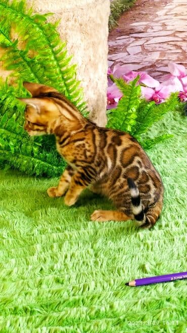 новорожденные котята: Друзья!! Проф питомник Бен Гла Мур Предлагает Шикарных элитных — 21