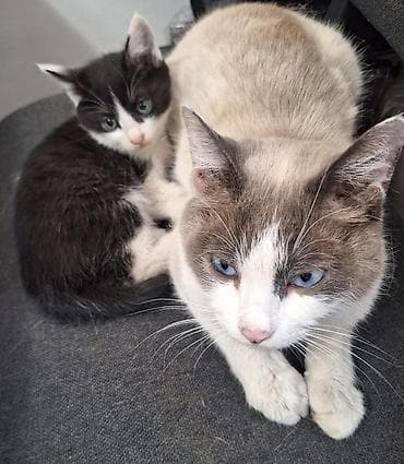 мышык сатылат: 3 айлык, Эркек, Биколор, Лотокко барууга үйрөтүлгөн, Курттардан тазаланган — 6