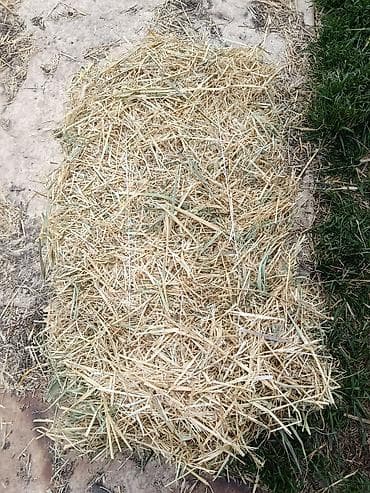 пленки для силоса: Продаются ячменная солома, хранилась в сеновале тюки большие плотные — 5