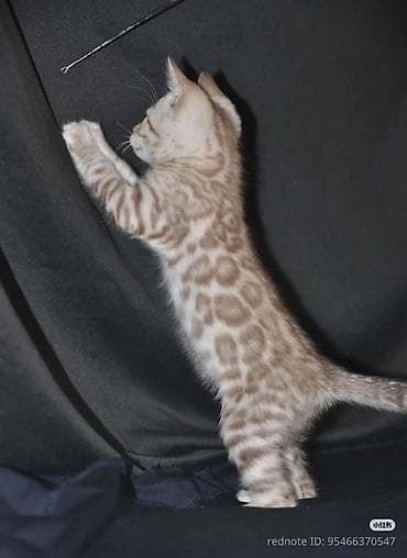 рыбки аквариум: Бенгальский последний котенок 1,5 месяца девочка окраса снежный — 4