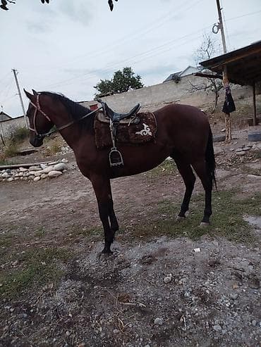 чистокровные лошади: Продаю | Жеребец | Полукровка | Конный спорт | Осеменитель — 4