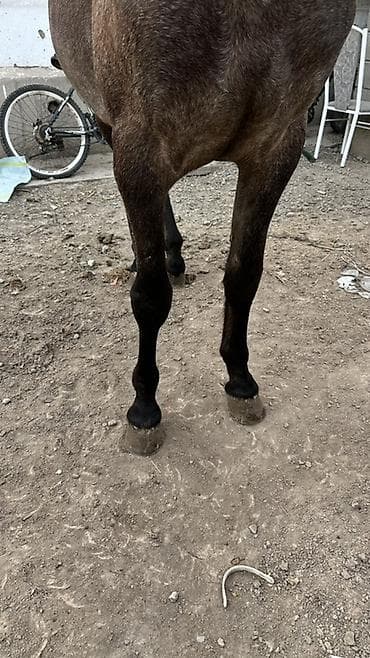 жирные лошади: Продаю | Жеребец | Кара Жорго | Конный спорт | Племенные — 4