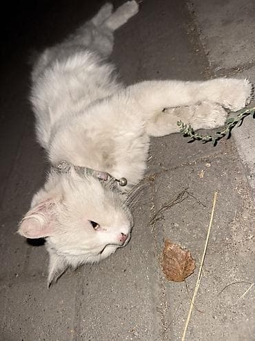 scottish fold: 🐱 Найдена кошка в районе держинки Сегодня нашли белую кошку в районе — 2
