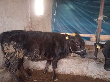 Линолеум: Продаю | Бык (самец) | На откорм | Привязанные — 6