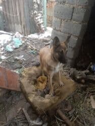 цена французский бульдог: Овчарка, 8 месяцев, Самка — 1