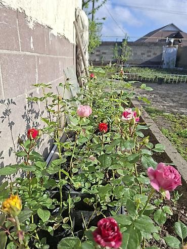 найза свечи: Саженцы Самовывоз, Бесплатная доставка, Платная доставка — 5