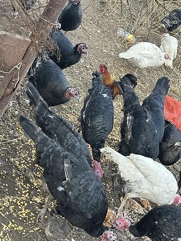 Продаю | Индюк (самец), Индюшка (самка) | Черный принц, Северокавказская | На забой, Для разведения | Племенные