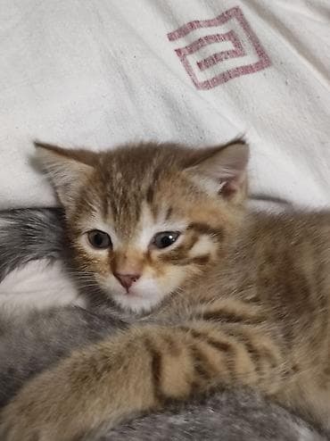 отдам даром котят: Котята, домашнее выращивание. Шотландцы котята есть фолды есть — 4