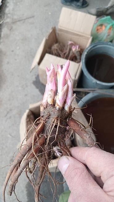 саженцы сокулук: Самовывоз, Платная доставка — 9