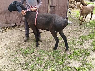 бенгальская кошка домашняя: Продаю | Овца (самка) | Арашан — 3