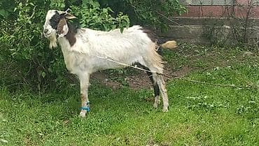 сушь для пчел купить: Продаю | Козёл (самец) | Для разведения | Племенные — 1