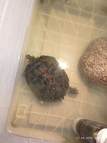 яйцо для инкубации: Продам желтоухую черепаху Крупная, активная. Есть фильтр, на днях — 3