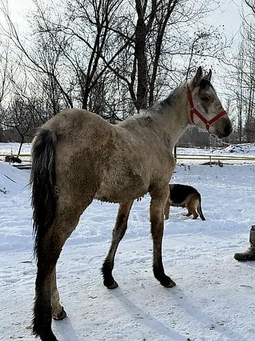 Другие животные: Продаю | Жеребенок | Конный спорт | Племенные — 4