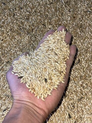 флипчарты 100 х 100 см настенные: Продаю продаю Продаю арпа тартылган ячмень дробленный чистые без — 3