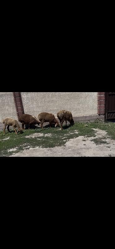морской аквариум купить: Продаю | Овца (самка), Ягненок | Арашан | Для разведения | Ярка — 1