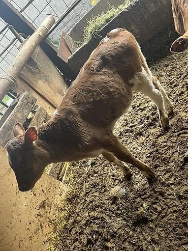 индоутка цыплята: Продаю | Музоо, торпок | Голштин, Айрширская | Для разведения — 5