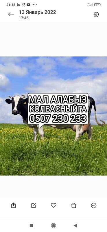 Куплю | Коровы, быки, Лошади, кони | Круглосуточно, Любое состояние, Забитый at lalafo.kg Куплю | Коровы, быки, Лошади, кони | Круглосуточно, Любое состояние, Забитый