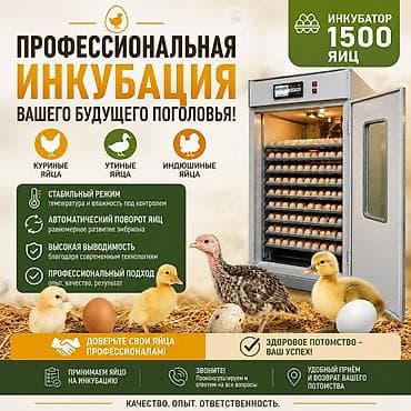 Профессиональная инкубация яиц — увеличение будущего поголовья at lalafo.kg Профессиональная инкубация яиц — увеличение будущего поголовья