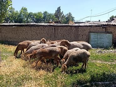 хомяк цена бишкек: Продаю | Овца (самка) | Арашан — 5