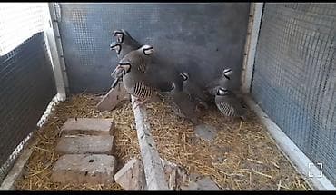 куры леггорн купить: Продаю взрослых кекликов — 3