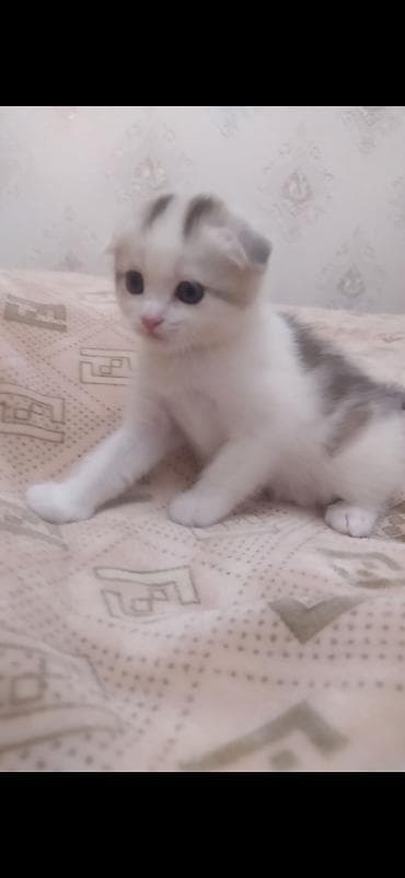 шотлан: Шотландский вислоухий котёнок (Scottish Fold) - Окрас: бело-серый, с — 2