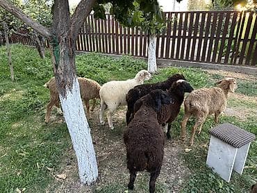 животные бараны: Продаю | Овца (самка) | Для разведения — 4