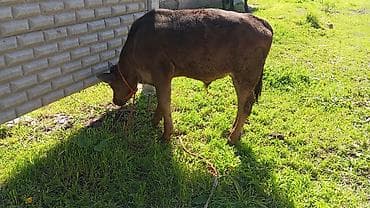 глубоко стельная корова: Продаю | Музоо, торпок | На откорм | Привязанные — 1