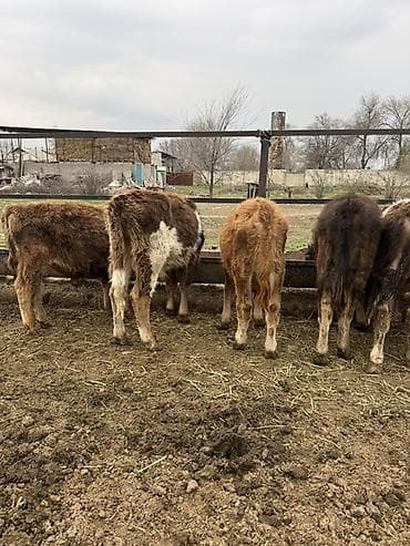 Ветеринар кызматы: Продаю Бычков 6-7 месяцев все хорошие бодрые цена 69000 за оптом — 5