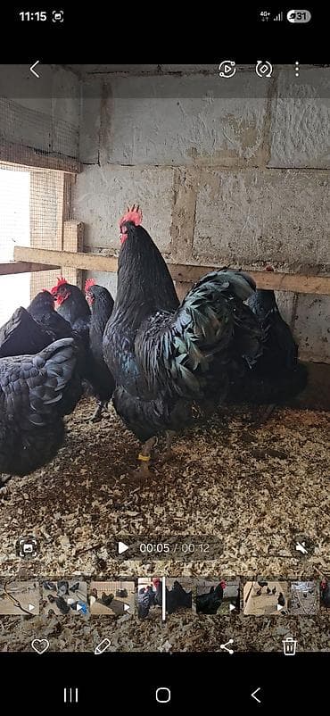 Зоотовары: Продаю | Куры | Для разведения — 7