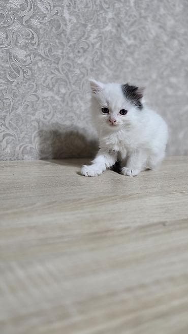 отдам в добрые руки: Беспородная, 2 месяца, Мальчик, Приучена к лотку — 2