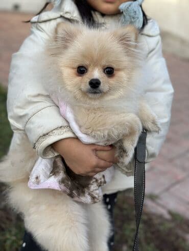 собаки шпицы цена: Шпиц, 4 месяца, Самец, С прививкой, С родословной — 4