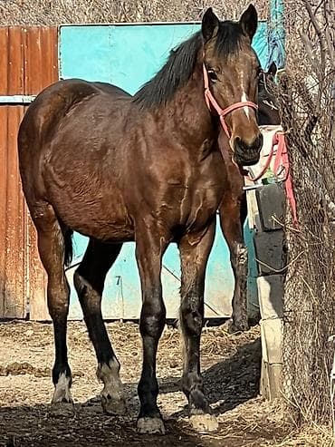 западно сибирская лайка: Продаю | Жеребец — 2