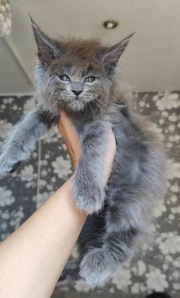 Продаются шикарные котята мейн-кун. - Окрас: дымчато-серый (solid lalafo.kg да Продаются шикарные котята мейн-кун. - Окрас: дымчато-серый (solid