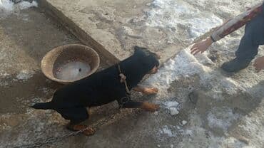 перепелка бишкек: Ягдтерьер, 2 жаш, Эркек, Эмделген — 2