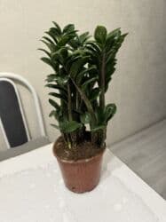 растения для аквариума: Пальмы(Хомедория),замиокулькасы(доллар) Зензи,черный доллар,зеленый — 20