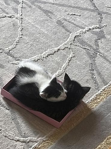 котята в канте: Отдаём котят в добрые и заботливые руки! 🐾 Котята очень ласковые — 3