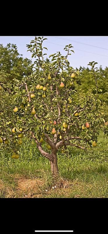 ростения: Удобрение — 10